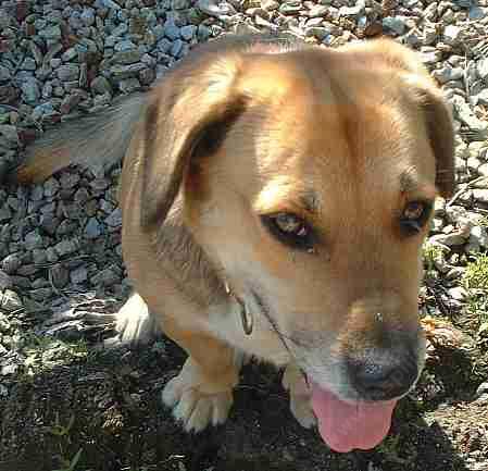 Dogus domesticus Annabelle Shortstuff