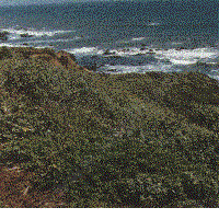 The bluffs on both sides of the restoration were full of weeds and experienced landslides in the 1998 rains.
