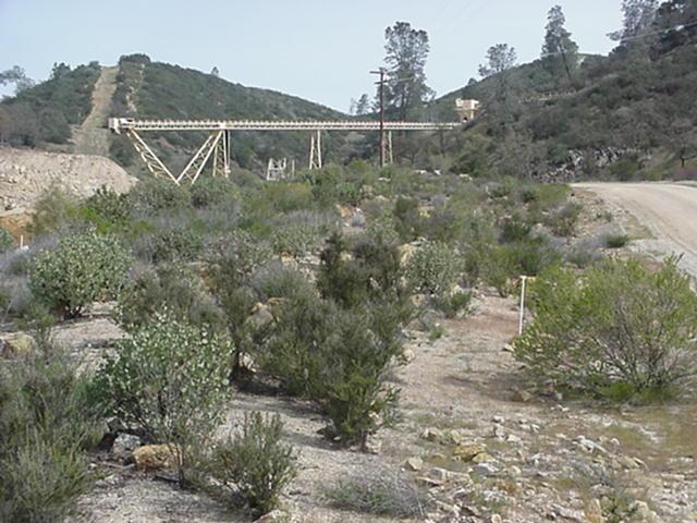 After seven years with no watering or even maintenance, chaparral!