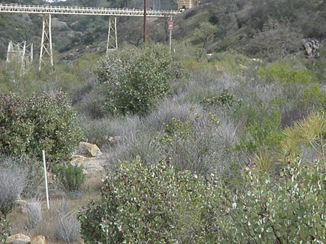 The large bushes are Arctostaphylos glauca, the dead stuff was a hydroseed mix that was forced upon us. It looks like a 'normal' hydroseeded site, dead.