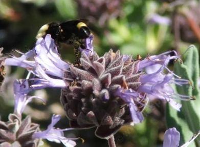 A bee on a salvia pozo blue sage
