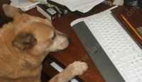 We tried to use kibble for the webmaster, he still can't type. He does bark the answers.