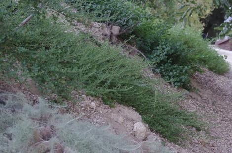 Disturbed Sites and Steep Slopes Planting Guide