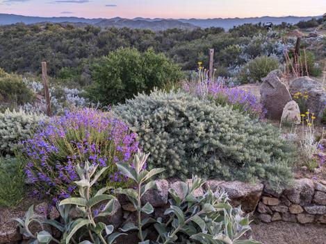 Canyon Gray Sagebrush, Artemisia californica 'Canyon Gray, with Margarita BOP Penstemon. - grid24_12 Canyon Gray Sagebrush, Artemisia californica 'Canyon Gray, with Margarita BOP Penstemon. - grid24_12
