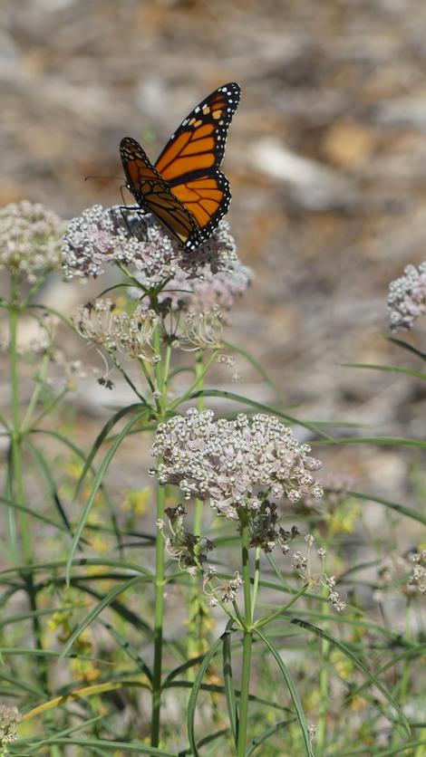 Monarch Butterfly, Danaus plexippus, on a Narrow-Leaf Milkweed flower. - grid24_12 Monarch Butterfly, Danaus plexippus, on a Narrow-Leaf Milkweed flower. - grid24_12