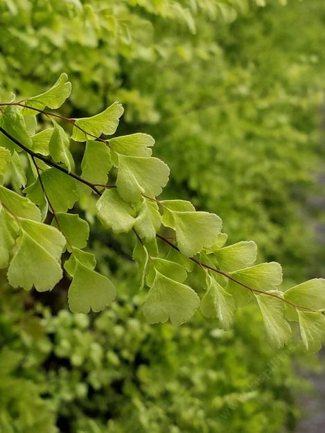 Adiantum jordanii
California Maiden-Hair Fern leaf  - grid24_12