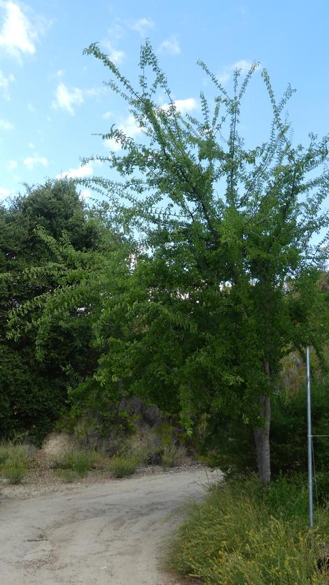 Hackberry is a very nice small tree for hot climates. - grid24_12 Hackberry is a very nice small tree for hot climates. - grid24_12