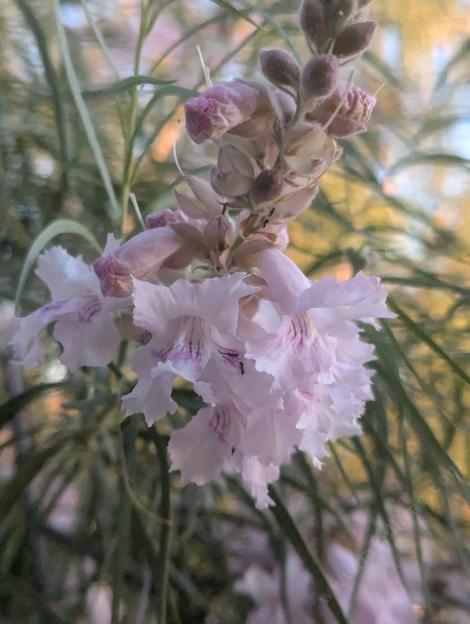 Flowers of Yucca Valley Desert Willow. - grid24_12 Flowers of Yucca Valley Desert Willow. - grid24_12