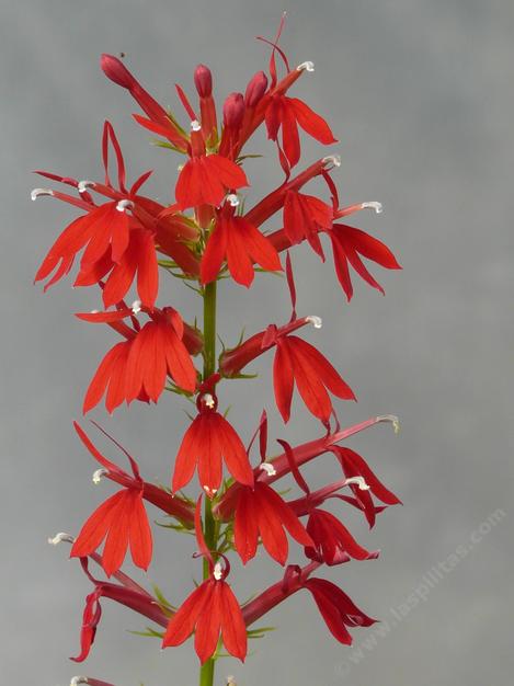 Lobelia cardinalis - grid24_12 Lobelia cardinalis - grid24_12