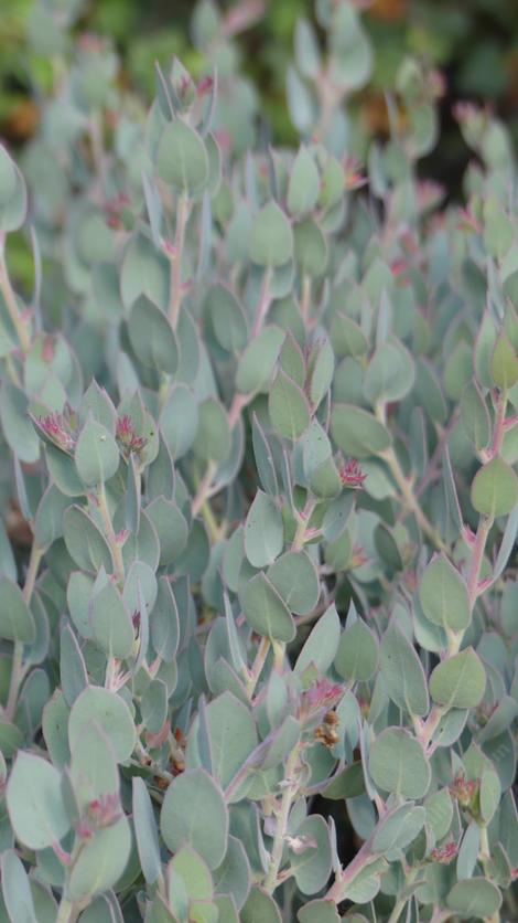 Arctostaphylos obispoensis 'San Luis Obispo'
Serpentine and Bishop Manzanita. Has beautiful gray foliage - grid24_12 Arctostaphylos obispoensis 'San Luis Obispo'
Serpentine and Bishop Manzanita. Has beautiful gray foliage - grid24_12