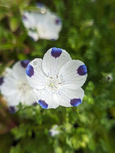 Fivespot, Nemophila maculata. - grid24_12 Fivespot, Nemophila maculata. - grid24_12