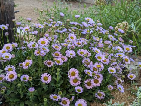 Erigeron glaucus x 'Wayne Roderick Daisy' is great for a butterfly garden - grid24_12 Erigeron glaucus x 'Wayne Roderick Daisy' is great for a butterfly garden - grid24_12