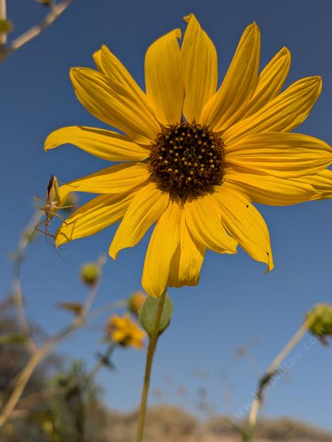 Wild sunflower, Helianthus annuus, has beautiful, bright yellow flowers, loved by insects and birds alike - grid24_12 Wild sunflower, Helianthus annuus, has beautiful, bright yellow flowers, loved by insects and birds alike - grid24_12