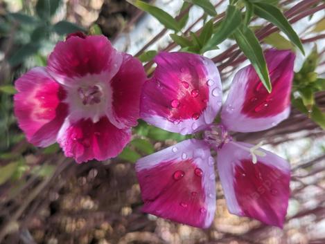 Clarkia amoena
Farewell-to-spring - grid24_12 Clarkia amoena
Farewell-to-spring - grid24_12