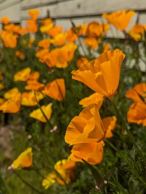 Eschscholzia californica
California Poppy - grid24_12