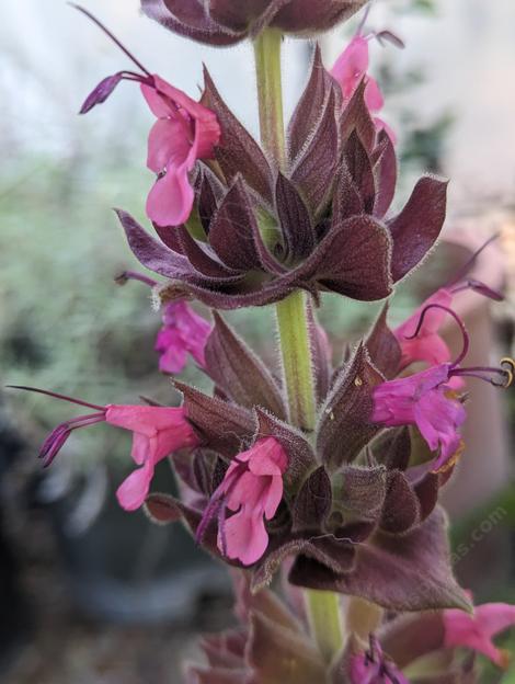 Salvia sparhacea 'Topanga'
Close up multi colored pink flowers - grid24_12