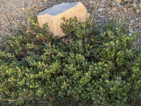 San Bruno ground cover - grid24_12 San Bruno ground cover - grid24_12