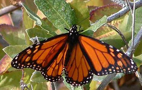 Monarch butterfly diet