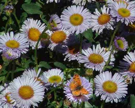 An easy native garden in a wet sunny sandy spot if one 