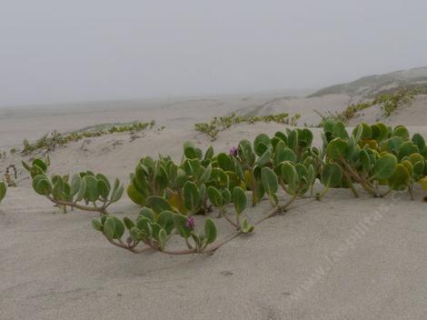 Plants for Coastal Strand