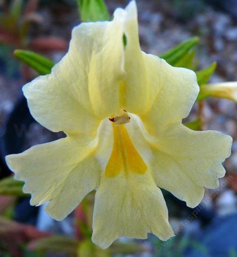 close up of Diplacus calycinus - grid24_12 close up of Diplacus calycinus - grid24_12