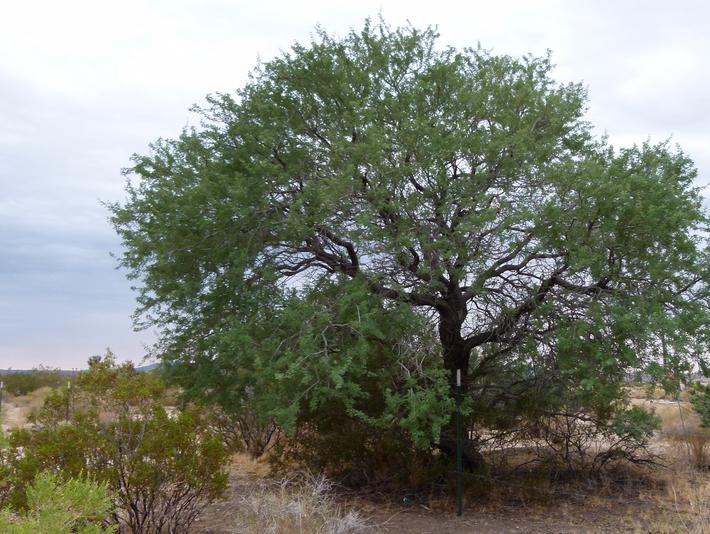 Plants for Creosote Bush Scrub