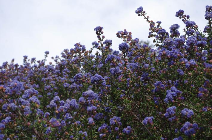 California Lilac, Ceanothus