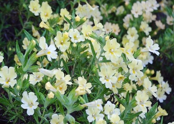 Monkey Flowers For California Gardens