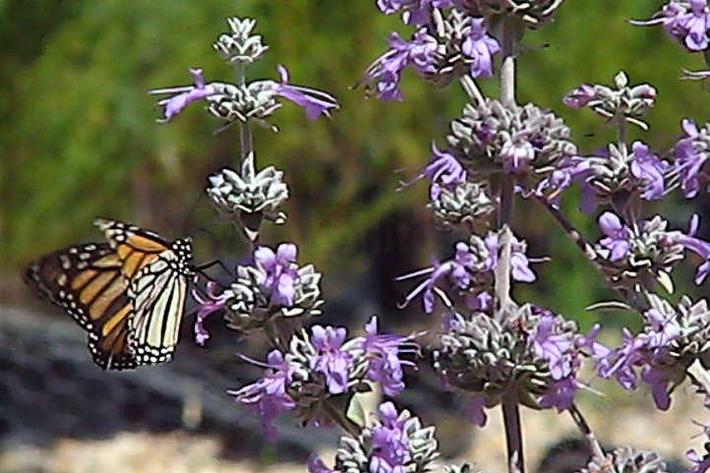  Planta de salvia blanca SALVIA APIANA Maceta de 1 galón Planta  nativa viva de California : Patio, Césped y Jardín