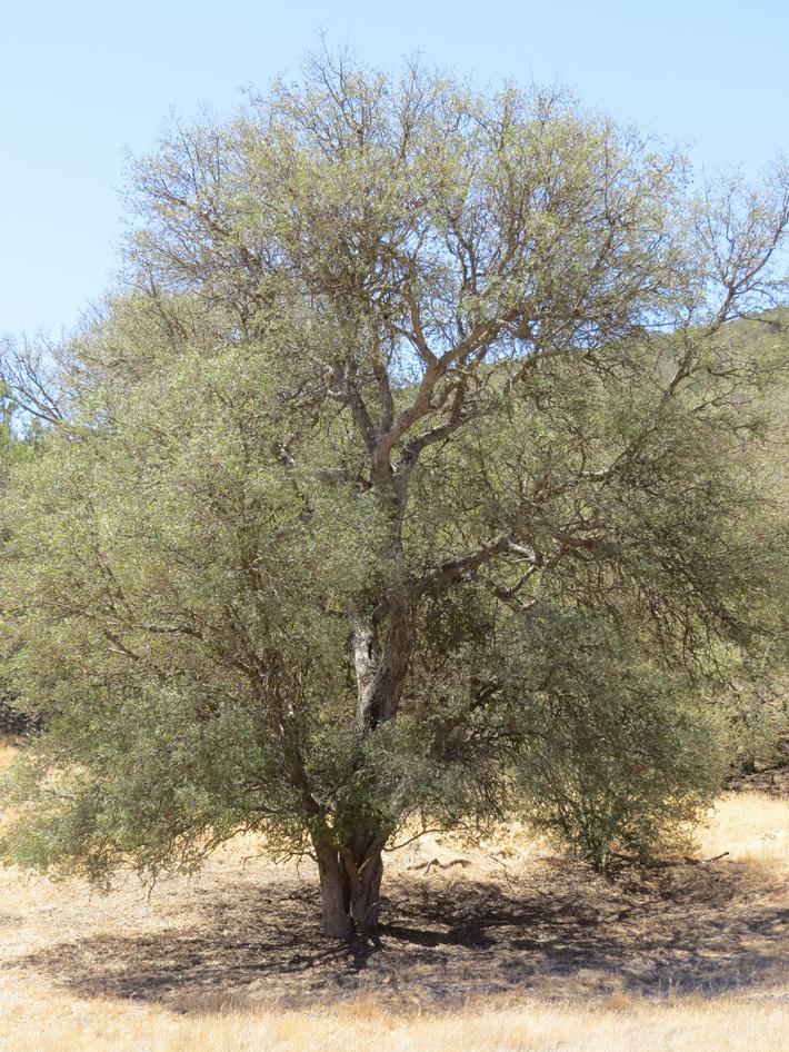 Quercus john-tuckeri, Tuckers Oak