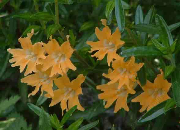 Diplacus grandiflorus, Slender Monkey Flower or Azalea Monkey Flower.