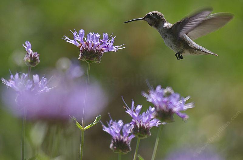 26+ Native Plants For Hummingbirds