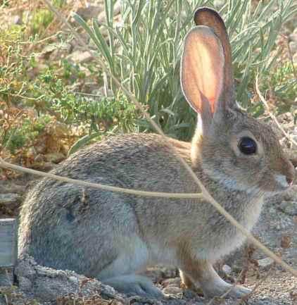 Desert Cottontail, Sylvilagus audubonii