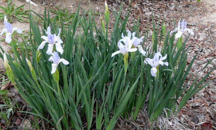 Iris longipetala, Long Petaled Iris
