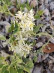 Virgin's Bower
Clematis ligusticifolia - grid24_24