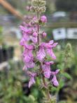 California Hedgenettle
Stachys bullata - grid24_24