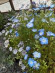 Baby Blue Eyes, Nemophila menziesii and Fivespot, Nemophila maculata - grid24_24