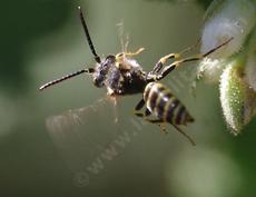 Nomada – cuckoo bee on Ribes indecorum. They were also on the Arctostaphylos Austin griffin and Ian Bush. - grid24_6