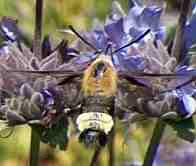 A Bumblebee Moth coming in for a sip of nectar from a Salvia Pozo Blue flower. - grid24_6